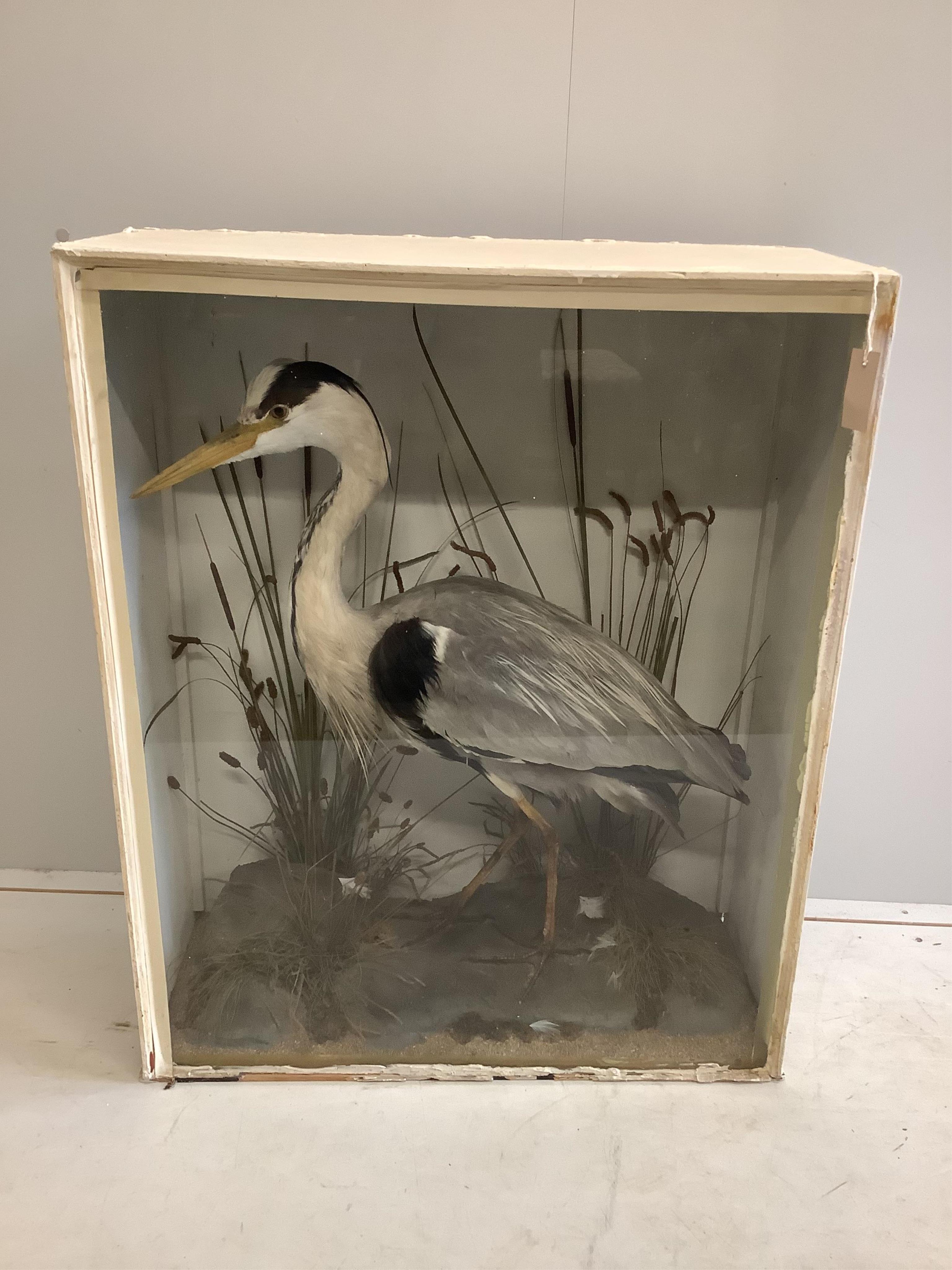 An early 20th century cased taxidermy heron, case width 73cm, height 91cm. Condition - fair